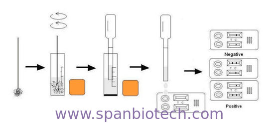 CPV + CCV + Giardia Ag Triple Rapid Test