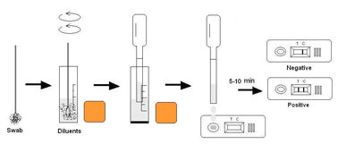 Giardia Ag Rapid Test,Feces